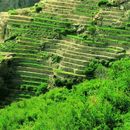 Jabal Akhdar ( Green Mountain ) Day Trip's picture