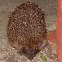 John McSweeney's Photo