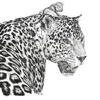 cellolew@gmail.com Cello's Photo