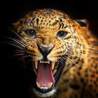 Fotos de Jonathan Enrique