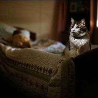 Hammam Fatayer's Photo