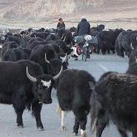 Yuri Zinenko的照片