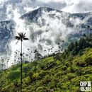 Aventura en Cocora: Ruta hacia La Argentina 🌄
's picture