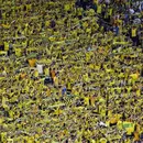 Football match 's picture