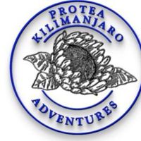 Protea Kilimanjaro的照片
