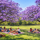 PICNIC @ BICENTENARIO PARK's picture