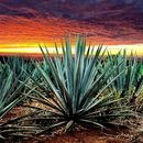 Viaje a Tequila's picture