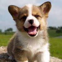 maximus serelius的照片