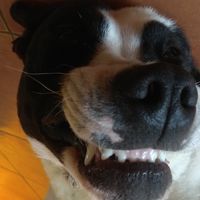 gabriel  perotti sehn的照片