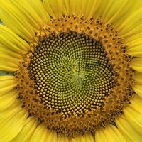 Diana Cruz Maldonado's Photo