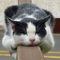 Fotos de Julia Trang Tran