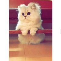 Fraj Bosaify's Photo