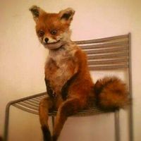 Tobias Gustafsson's Photo