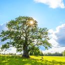 Camping at Tamme Lauri Oak's picture