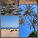 Weekly Sinai Wanderings's picture