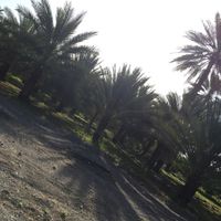 Mahir  Alwahaibi's Photo