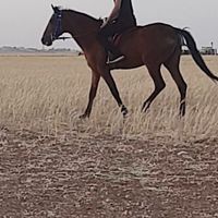 Feras Ahmed的照片