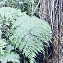Mt Vic Hike's picture