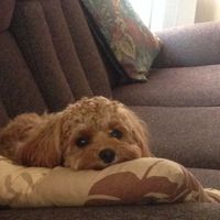 Saito Family的照片