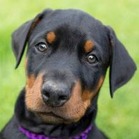 David Pavlicek's Photo