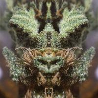 Andrew Worden的照片