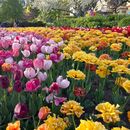🌷Tulip Festival's picture