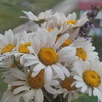 Othman Mohamed的照片