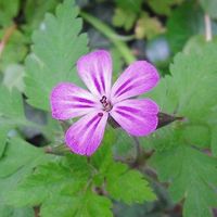 Vlatka Kovačić's Photo