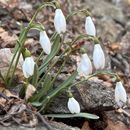 Baiului Hiking的照片