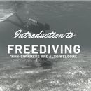 2D1N Intro to Freediving's picture