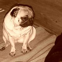 Johanna Roman的照片