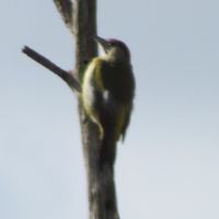 Coralie Lepage's Photo