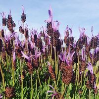 Ana Adl Arribes的照片