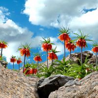 Anjel Demirci的照片