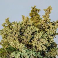 Francisco López Uribarri的照片