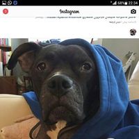 Photos de بهتیس اذرخش