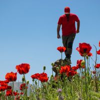 hamid Golmohamadi的照片