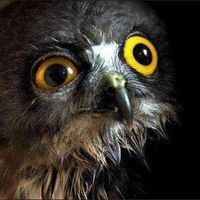 Photos de Arthur Soubranne