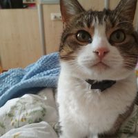 Anastasia Stavropoulos的照片