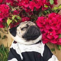 Anastasia Balkonita的照片