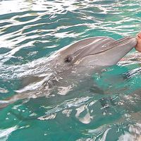 Sergey Fedorov's Photo