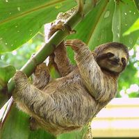 Le foto di Bidisha Paul