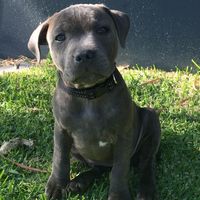 Andrew GILBERT的照片