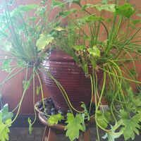 James  Grant's Photo