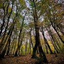 سفر آفرودی ۲ روزه به جنگلهای شمال 's picture