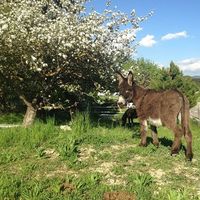 Sandra Laubenheimer's Photo