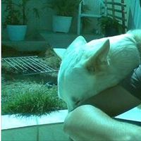 Giancarlo Corcetti的照片