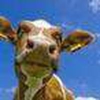 Skrabák Zoltán的照片