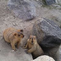 Razu Tamang的照片