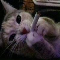 Aninha Beck的照片